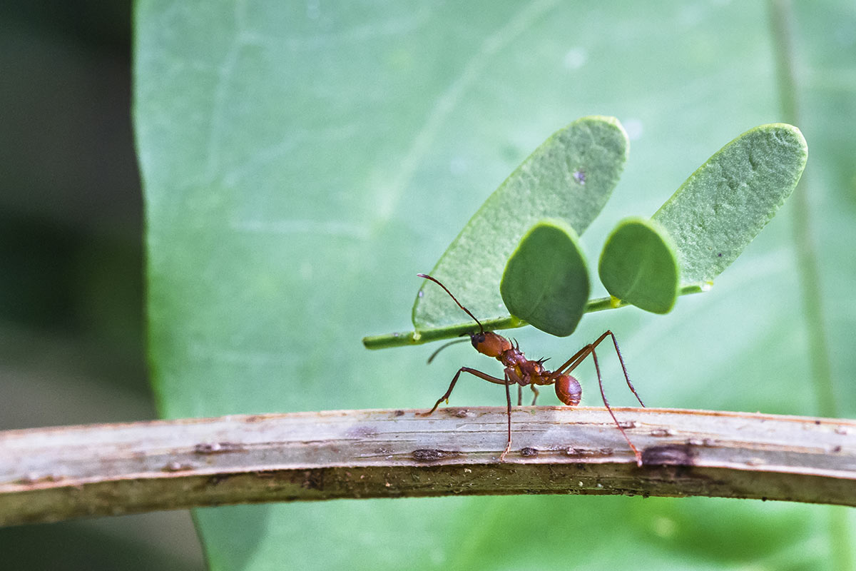 Binge Eating Hypnotherapy - A Leaf Cutter Ant Depicting Overeating