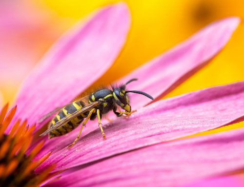 Wasp Phobia: The Sting of Irrational Fear