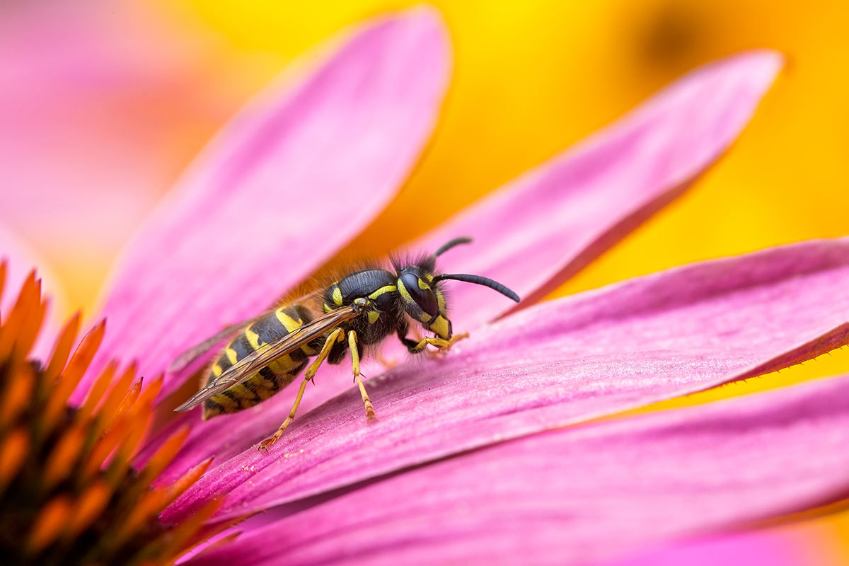 Wasp Phobia - The Irrational Fear of Wasps