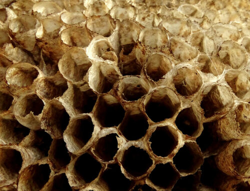 Understanding Trypophobia – The Fear of Holes