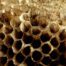 Understanding Trypophobia